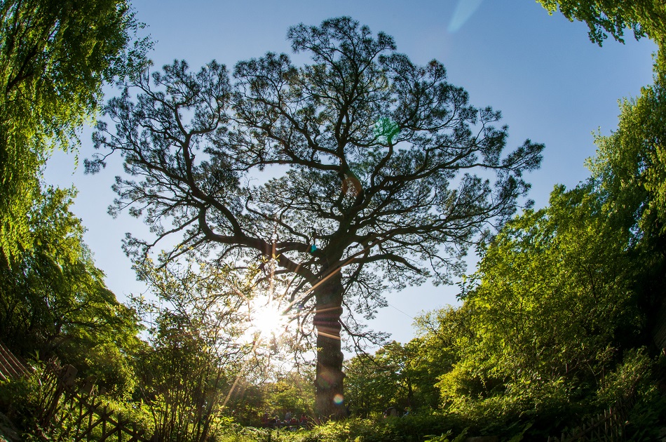 Tree for future.